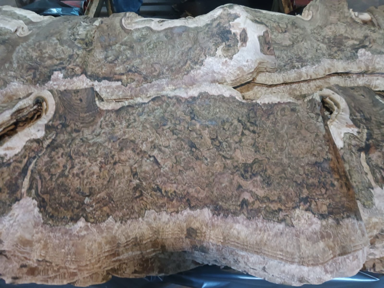 Burl Slab — Live Edge
