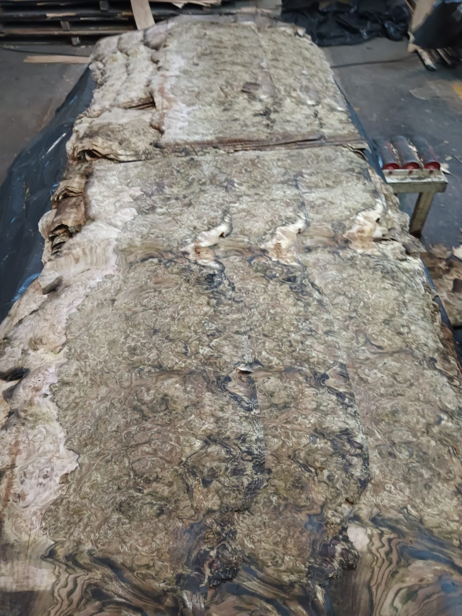 Raw burl veneer being processed