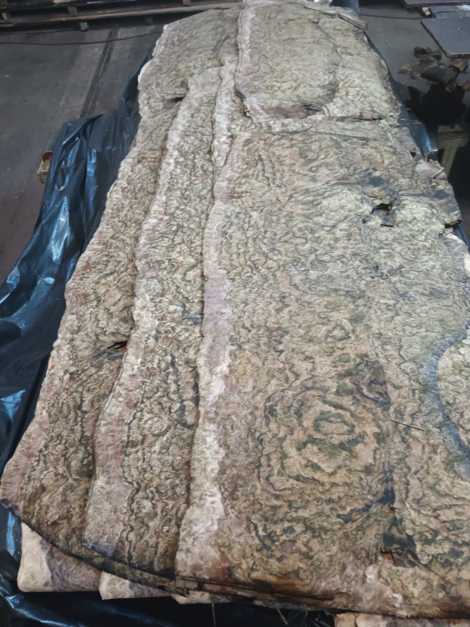 Freshly sliced veneer leaves