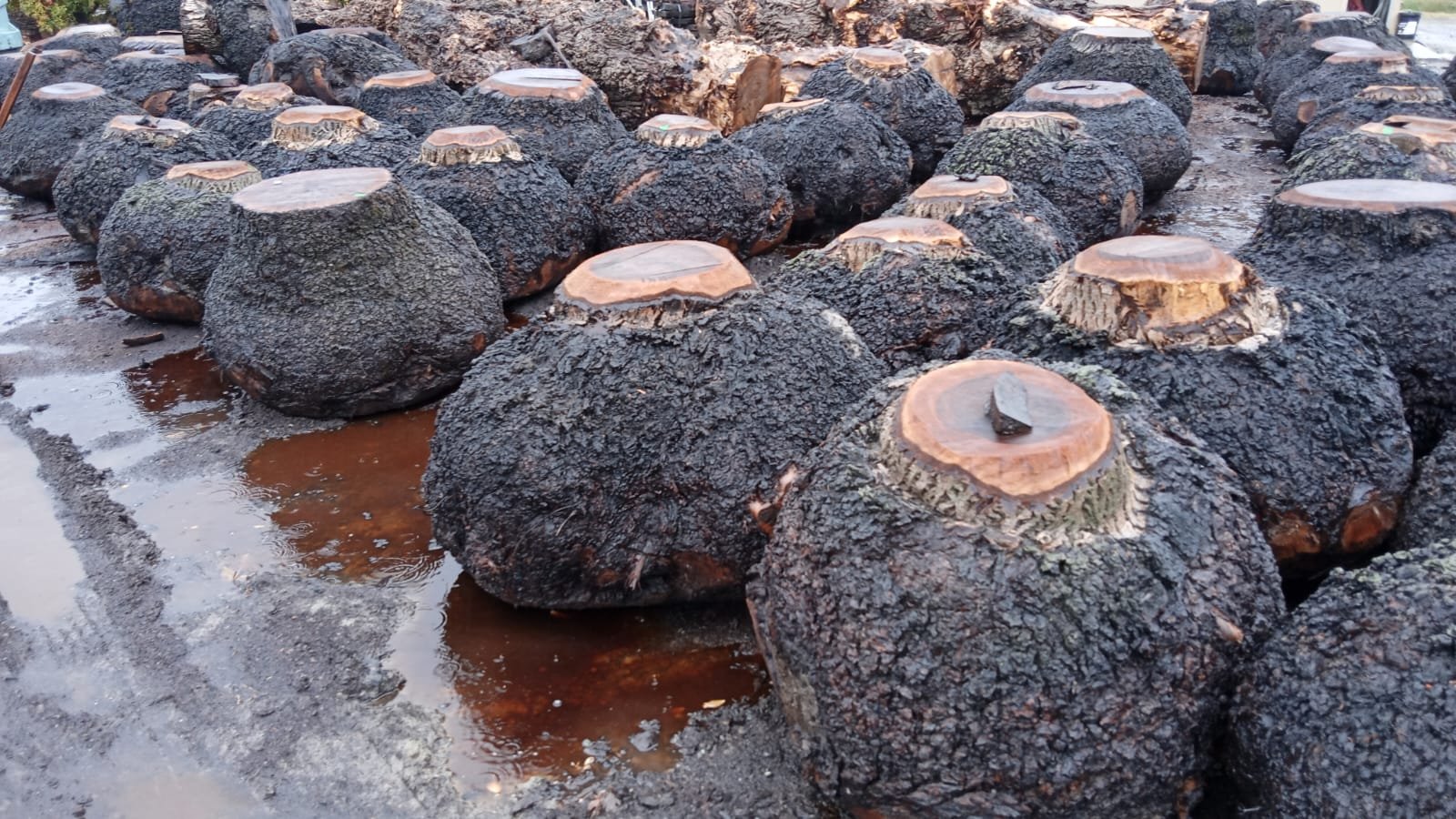 Walnut Burls