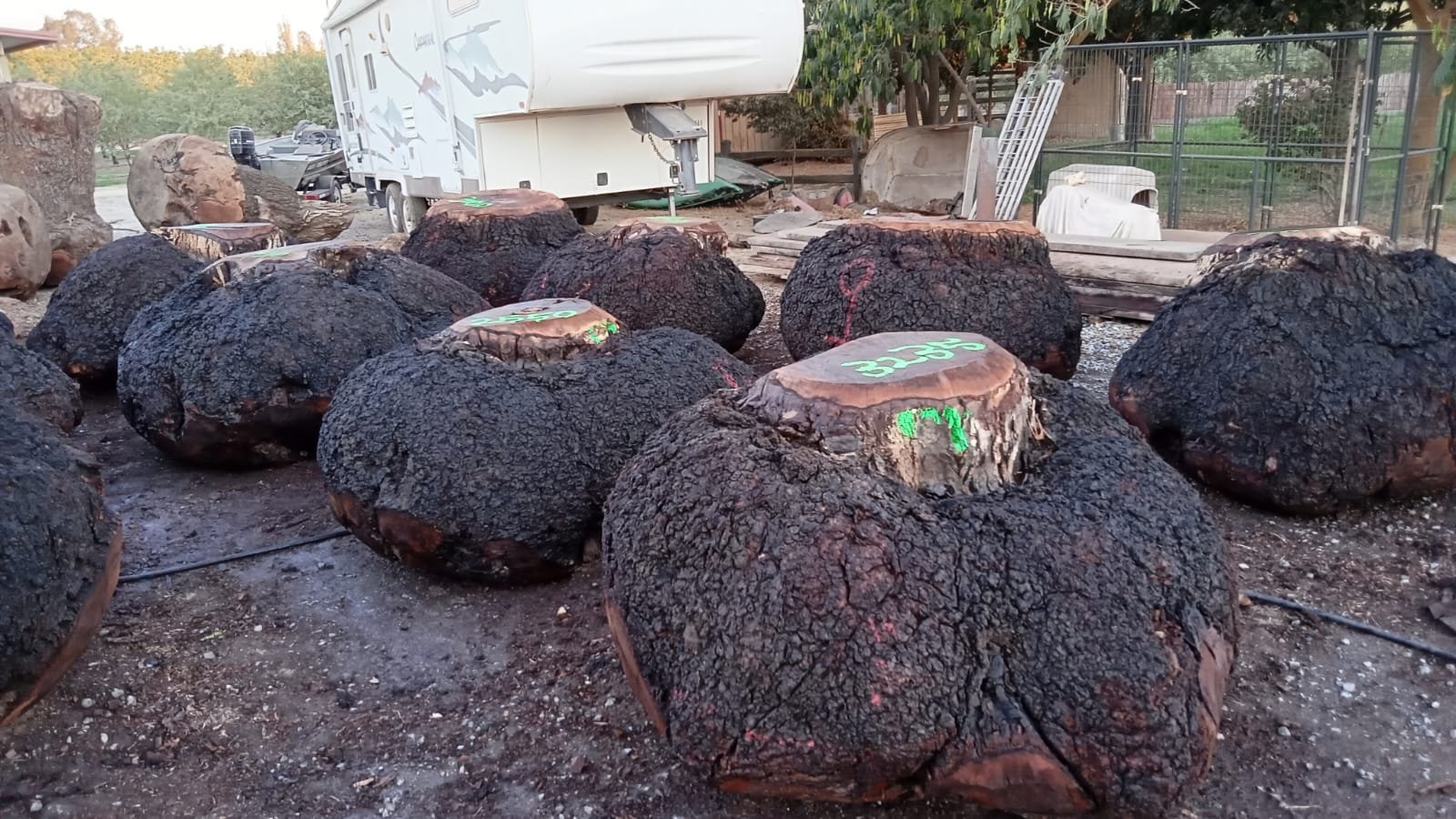 Rows of veneer-grade burl